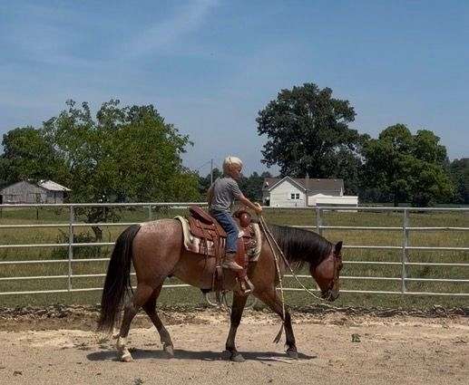 quarter-horse-for-sale