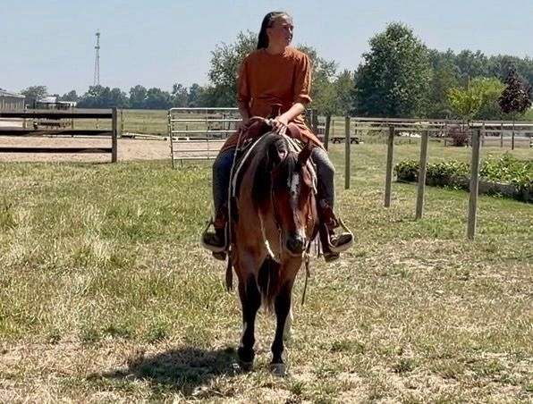 quarter-horse