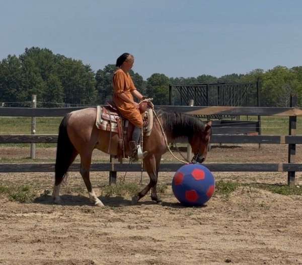 gelding