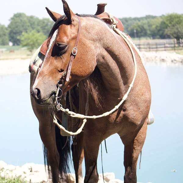 roan-athletic-horse