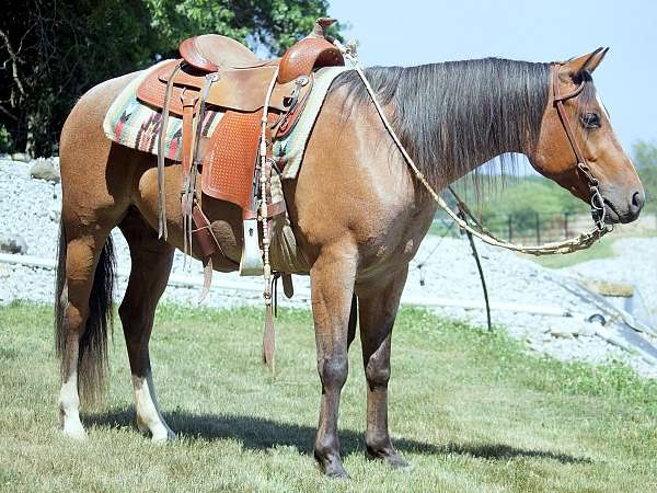 roan-trail-horse