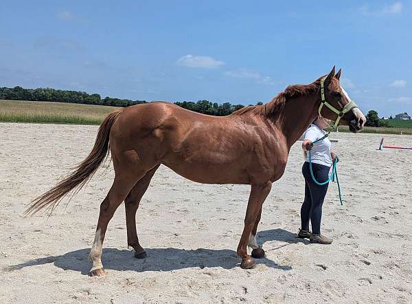 all-around-thoroughbred-horse