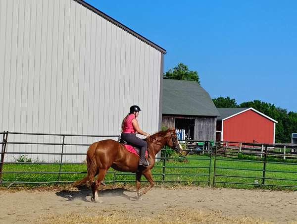 athletic-thoroughbred-horse