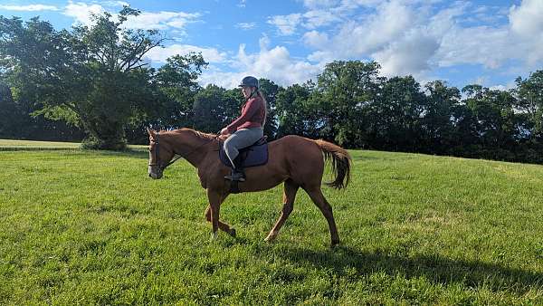 english-pleasure-thoroughbred-horse