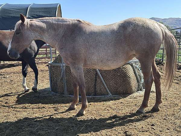 athletic-quarter-horse