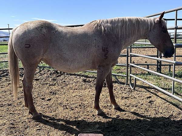 breeding-quarter-horse