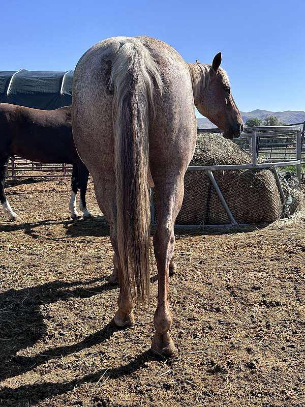 flashy-quarter-horse