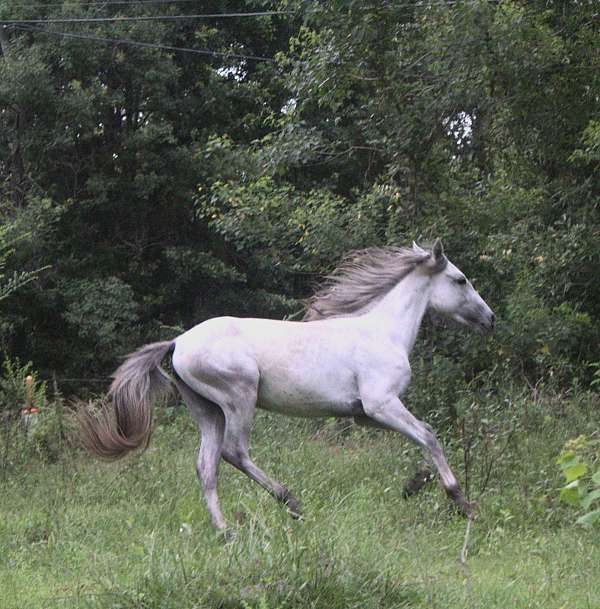 all-around-quarter-horse