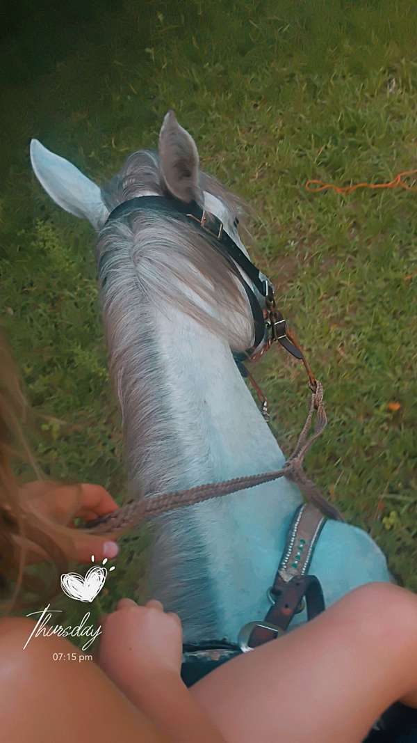 athletic-quarter-horse