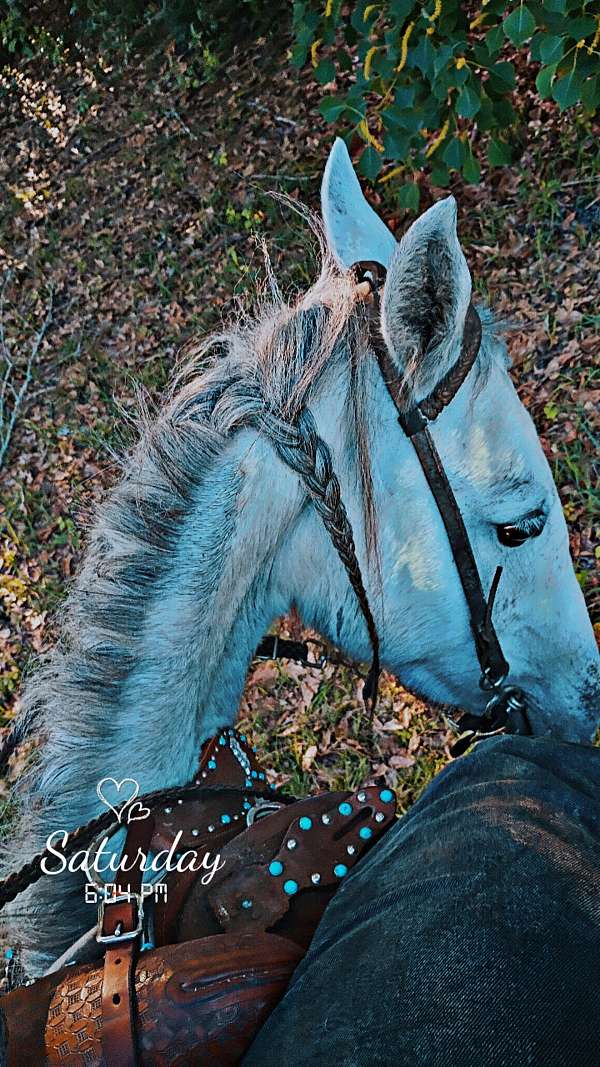 barrel-quarter-horse