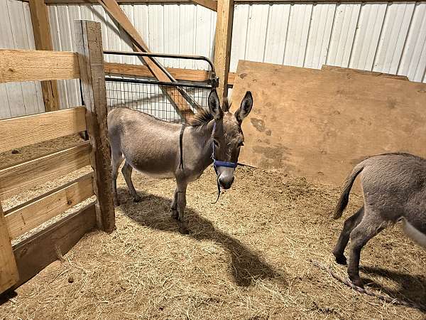 donkey-mare