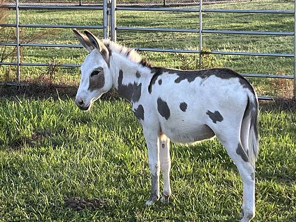 donkey-stallion