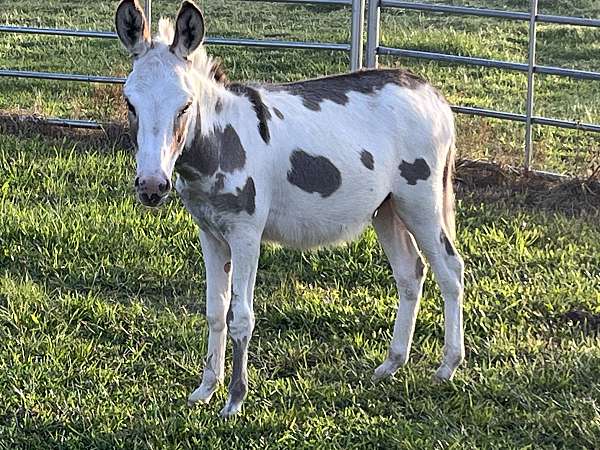 donkey-for-sale