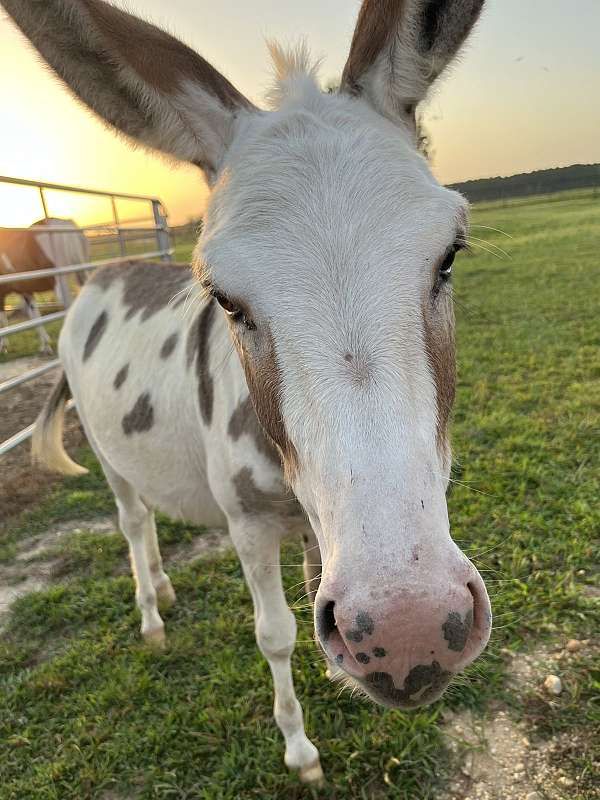 donkey