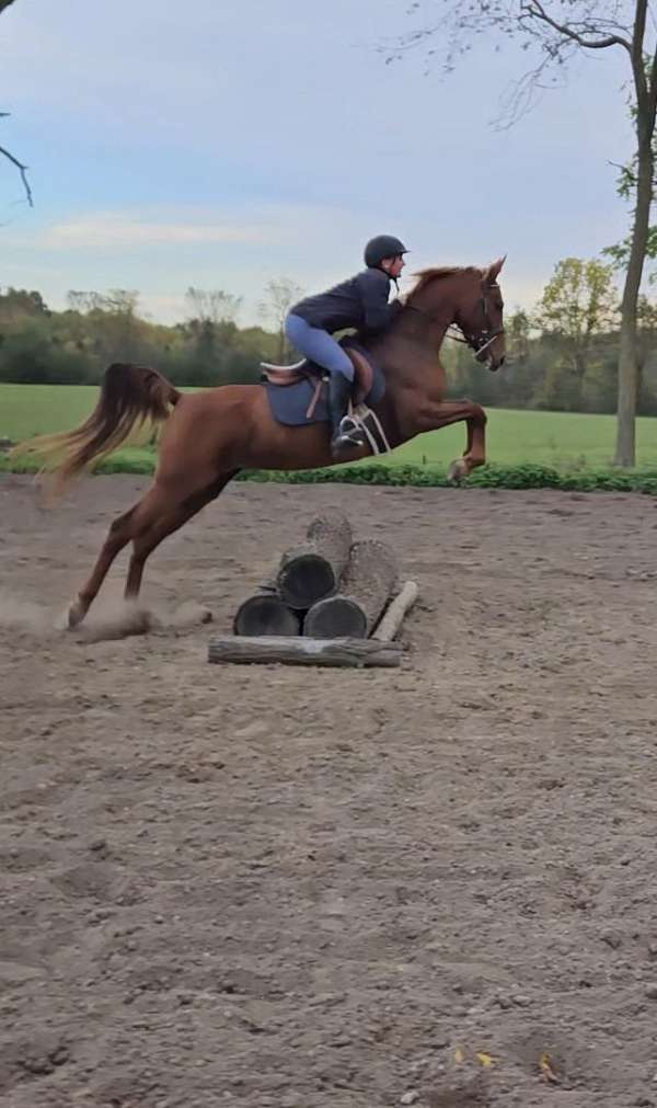 working-equ-saddlebred-horse