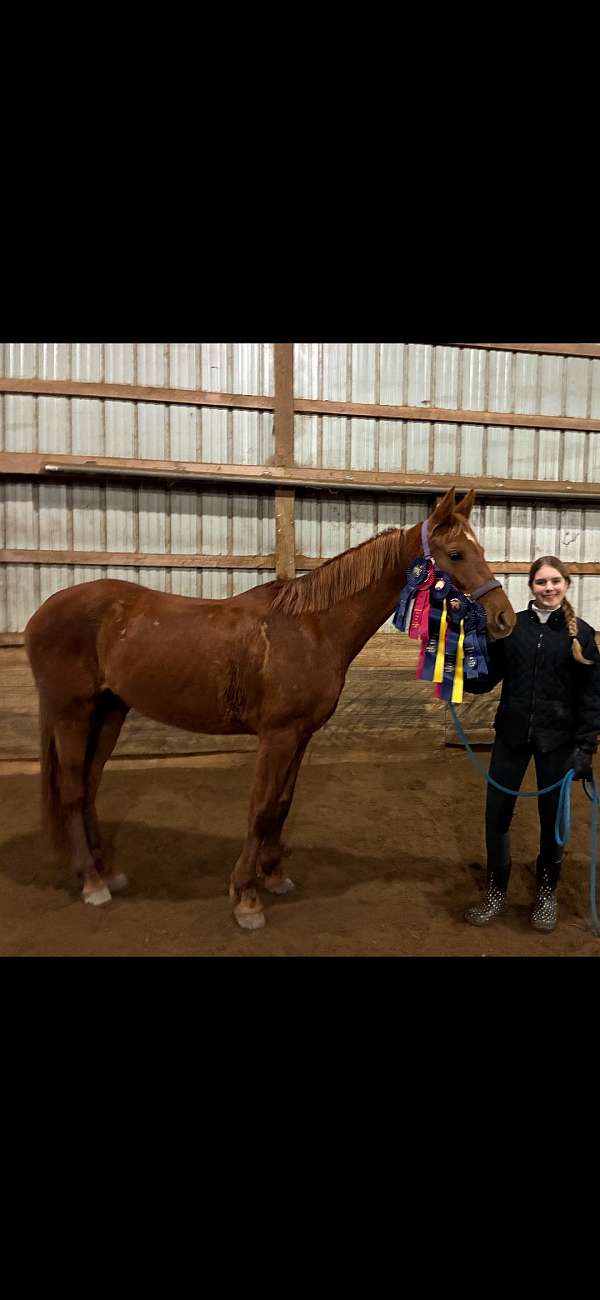 chestnut-working-equ-horse