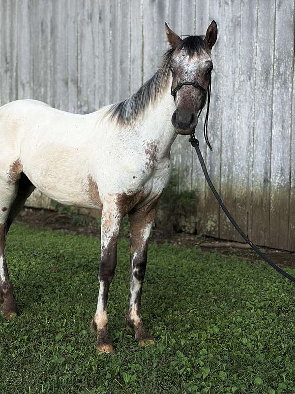 halter-walkaloosa-horse