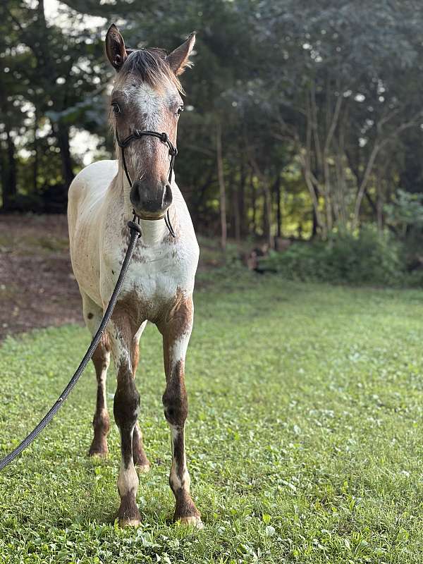 performance-walkaloosa-horse
