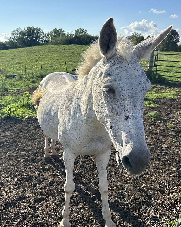 choice-mule