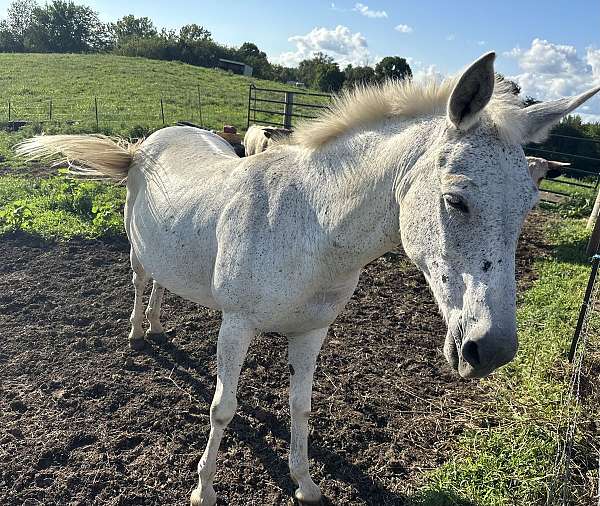 companion-animal-mule