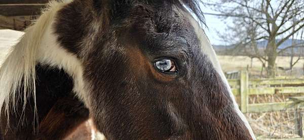 paint-gelding