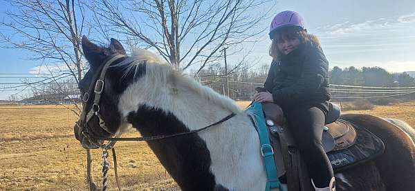 paint-horse-for-sale