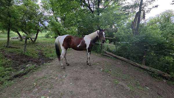 paint-horse