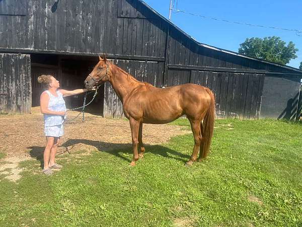all-around-beginner-broodmare