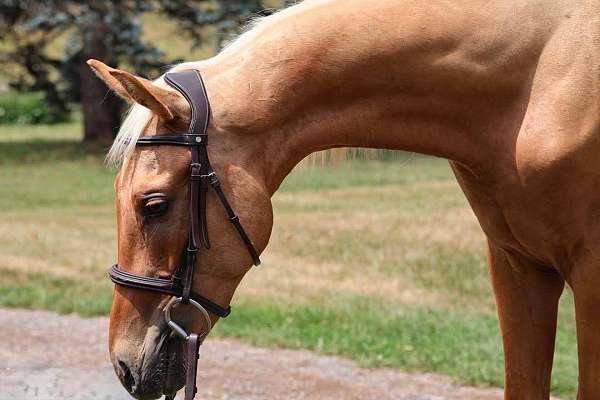 groundwork-warmblood-horse