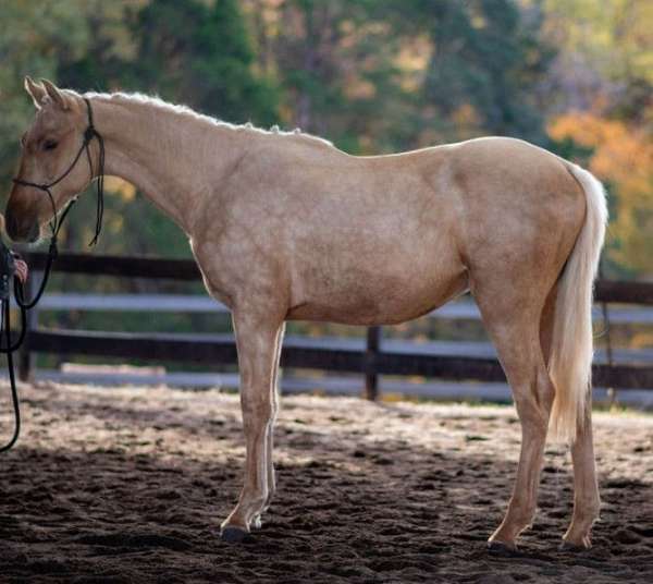 mounted-warmblood-horse
