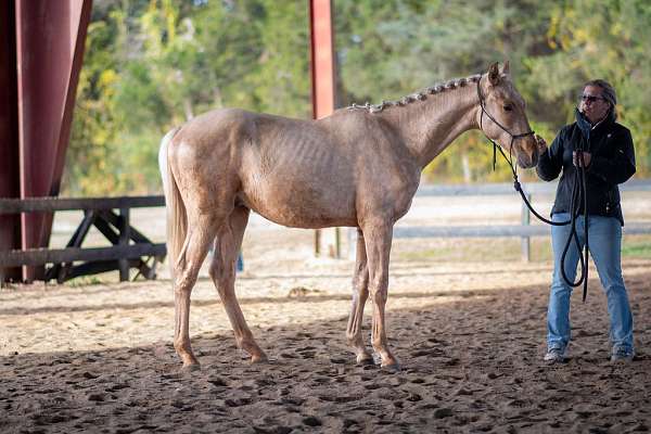 others-available-warmblood-horse