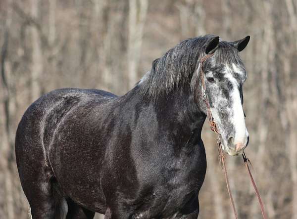 grey-all-around-horse