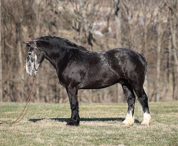 grey-cross-horse