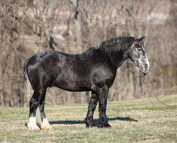 grey-draft-horse