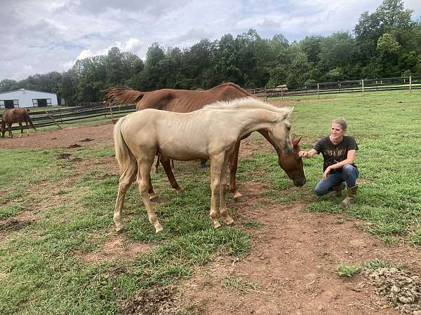 lucky-warmblood-horse