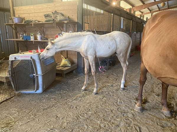 upper-level-prospect-warmblood-horse