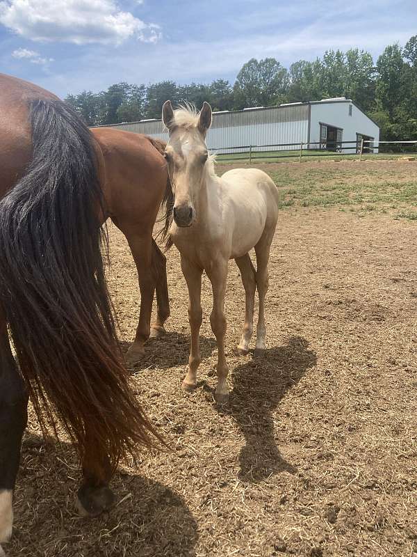 inspected-horse