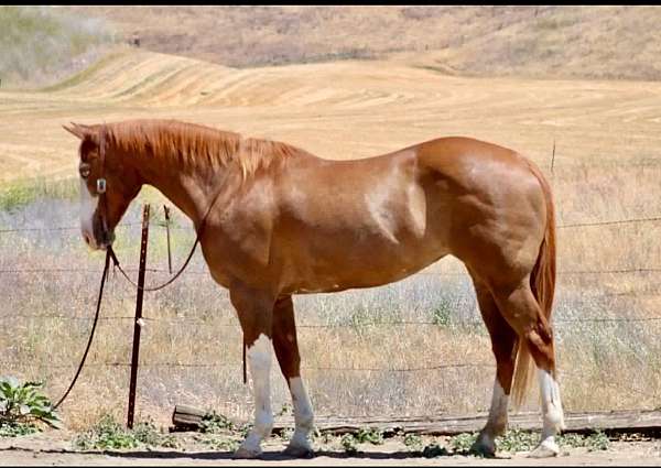 all-around-paint-horse