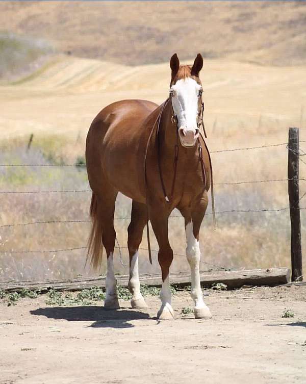 bald-face-horse