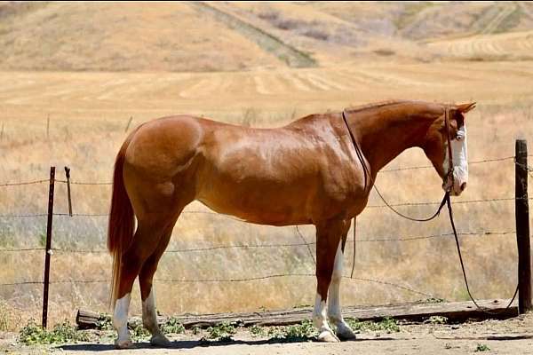 sorrel-overo-bald-face-horse