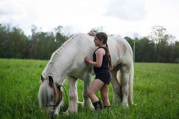 roan-homozygous-tobiano-horse