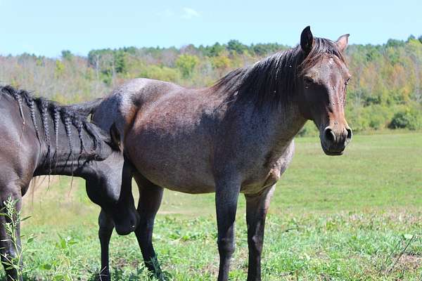 roan-gypsy-vanner-broodmare