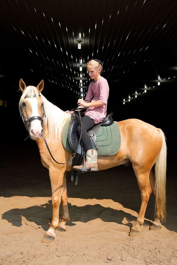 cross-lesson-palomino-pony