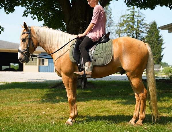 palomino-cross-lesson-pony