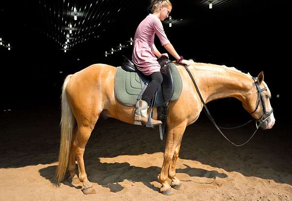 pony-gelding