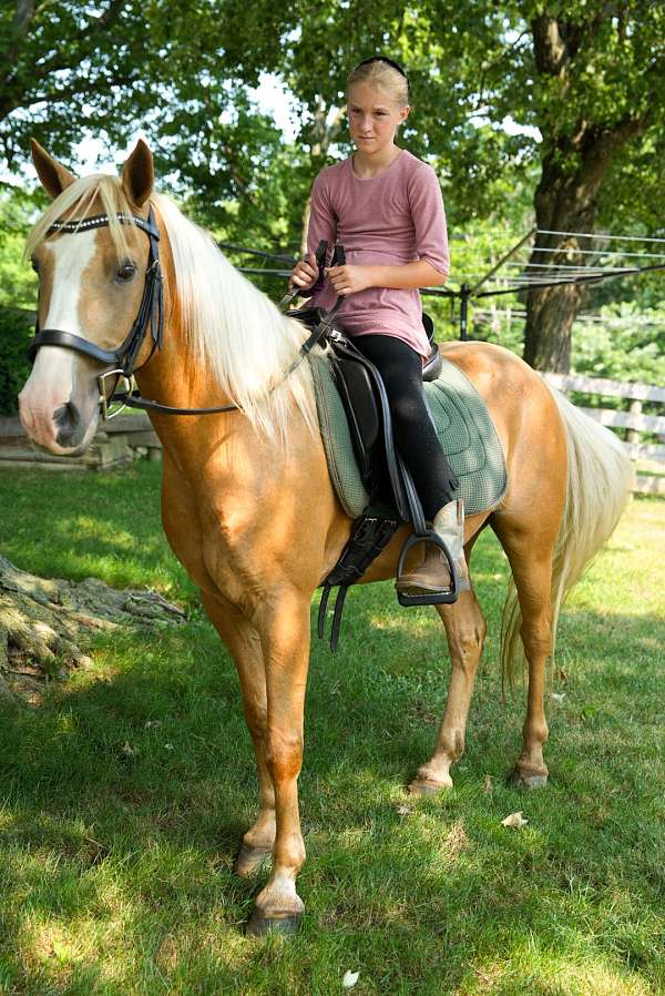 pony-for-sale
