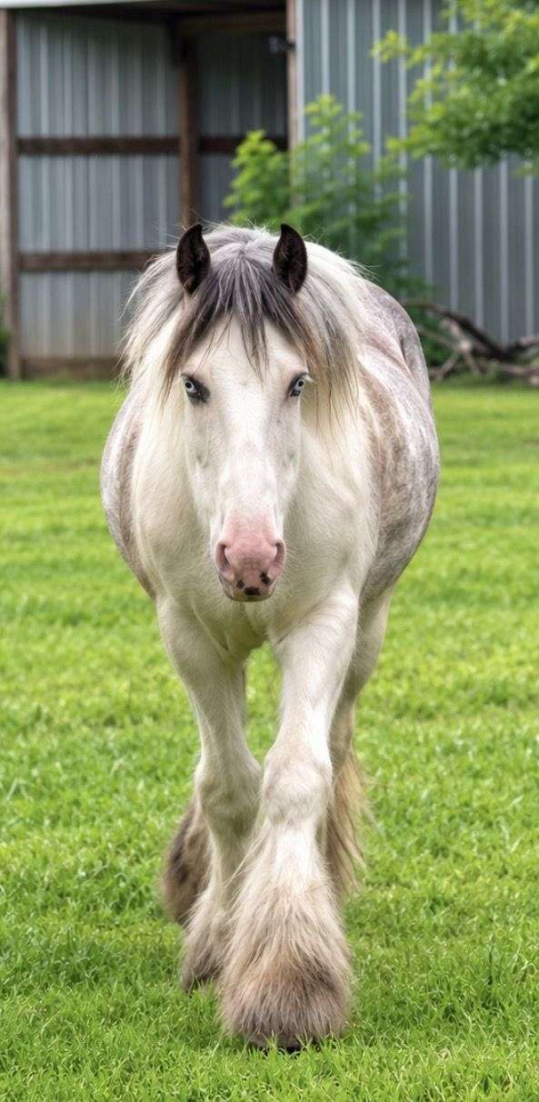 gypsy-vanner-filly