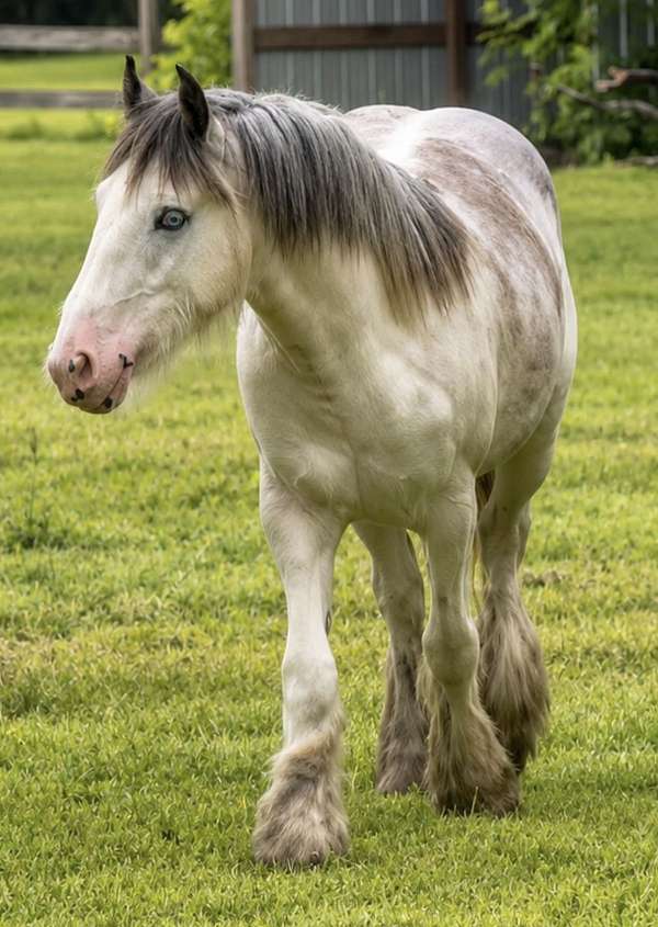 gypsy-vanner-horse-for-sale