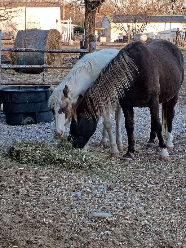 13-hand-gypsy-vanner-horse