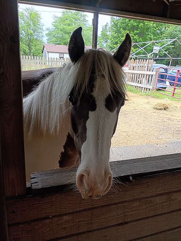 13-hand-gypsy-vanner-filly